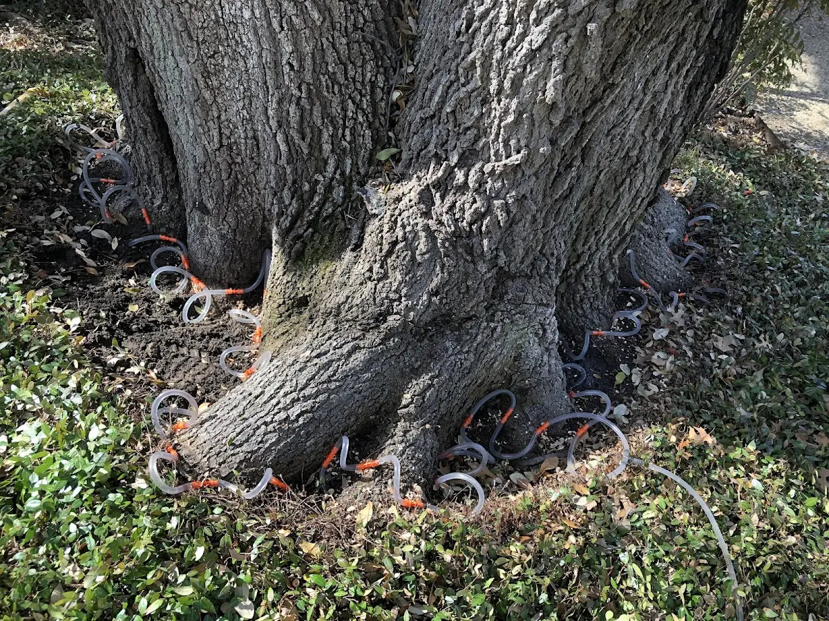 Detailed Tree Cabling and Bracing job site in Dunkerton